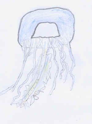 meduse.jpg (81282 octets)