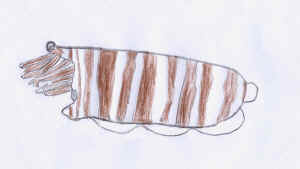 seiche.jpg (125876 octets)
